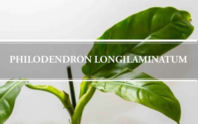 Philodendron Longilaminatum