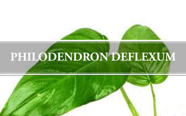 Philodendron Deflexum