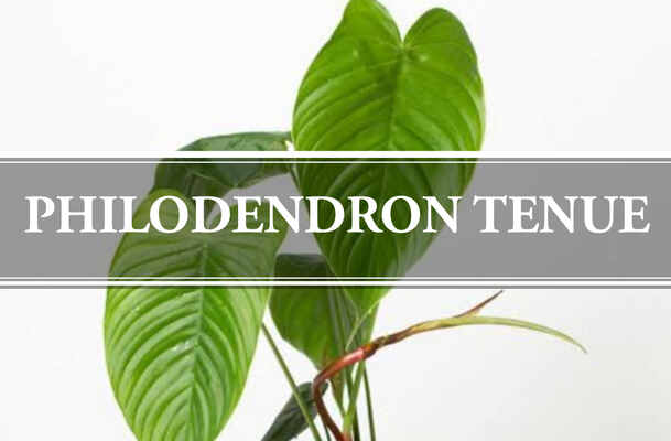 Philodendron Tenue