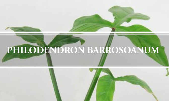 Philodendron Barrosoanum