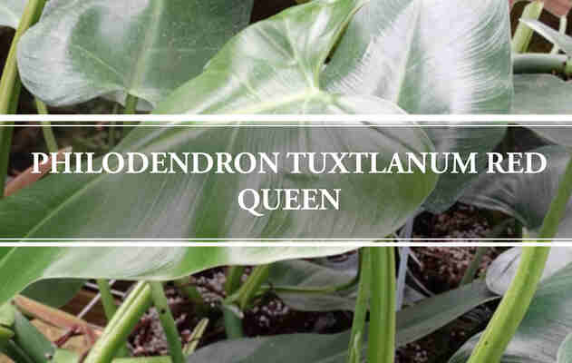 Philodendron Tuxtlanum Red Queen
