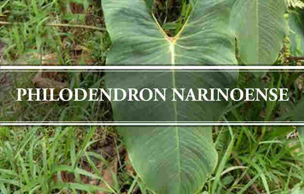 Philodendron narinoense