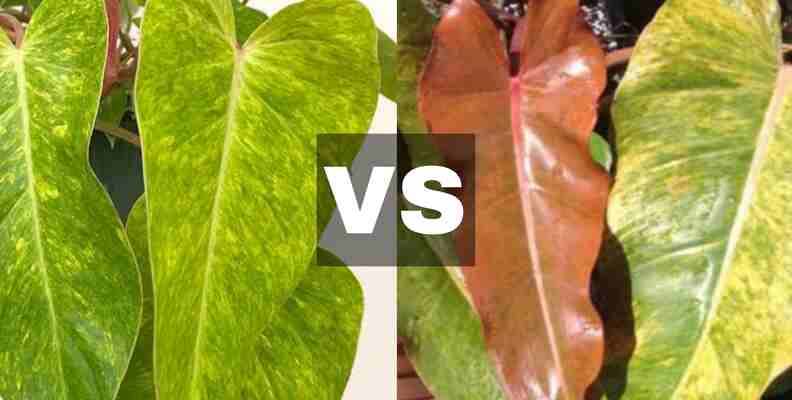 Philodendron Orange Marmalade VS Painted Lady