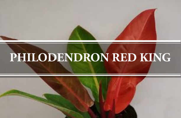 Philodendron Red King