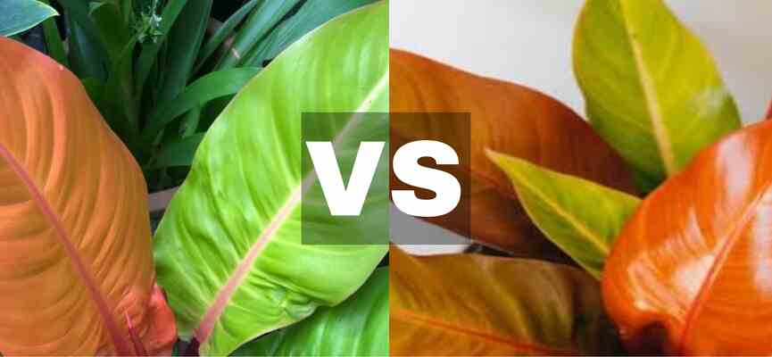 Philodendron Imperial Gold Vs Prince of Orange