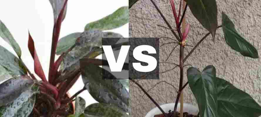Philodendron Majesty Vs Dark Lord