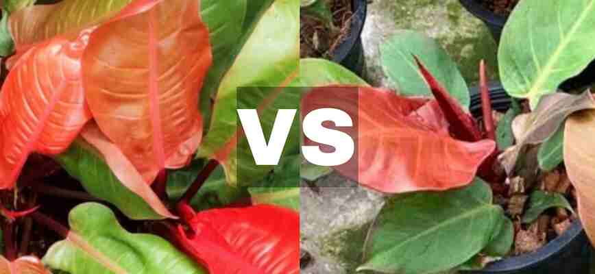 Philodendron Cherry Red Vs Prince of Orange