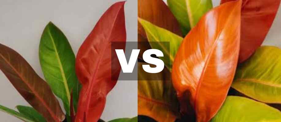 Philodendron Red King Vs Prince of Orange