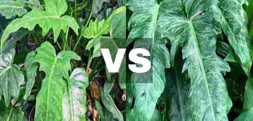 Philodendron Lime Fiddle VS Golden Dragon