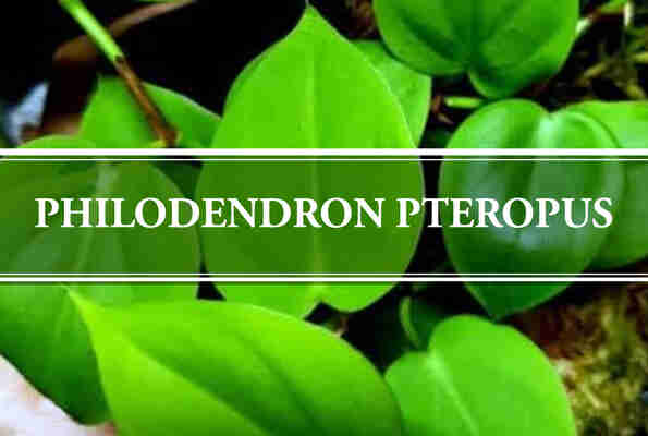 Philodendron Pteropus