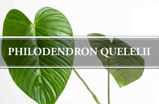 Philodendron Quelelii