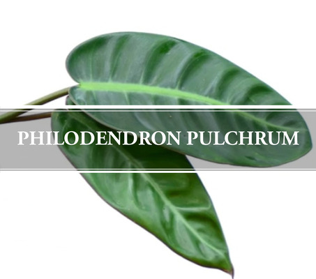Philodendron Pulchrum