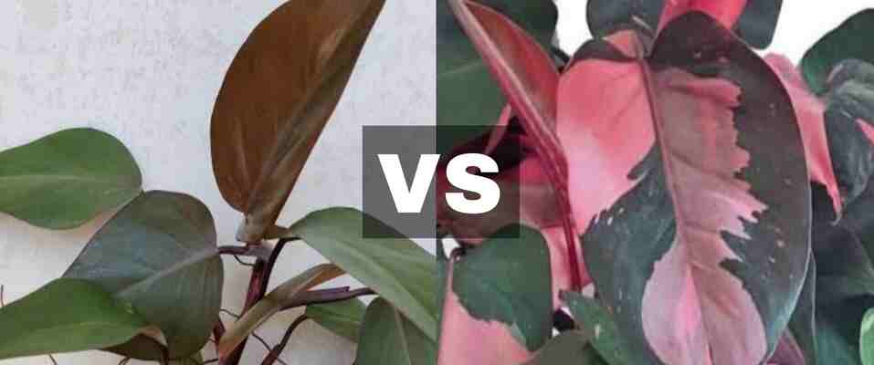 Philodendron Ruby VS Pink Princess