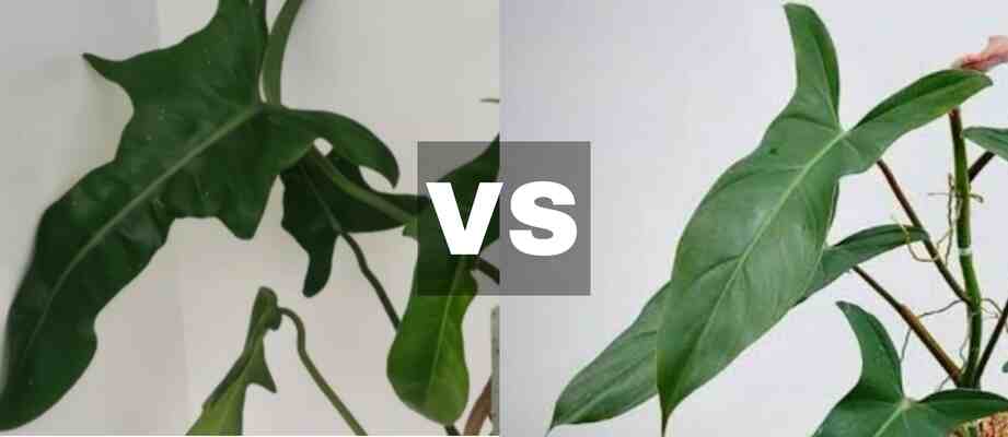 Jerry Horne Philodendron Vs Mexicanum
