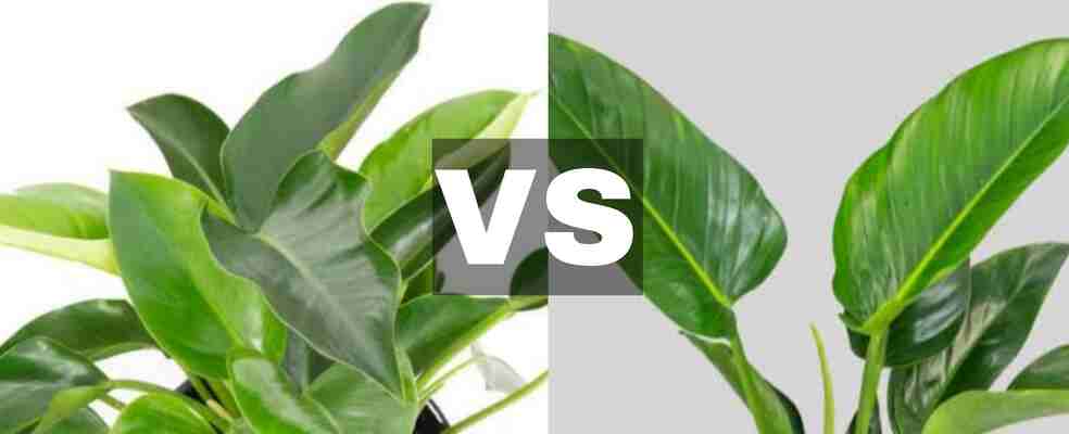 Philodendron Millions VS Green Congo