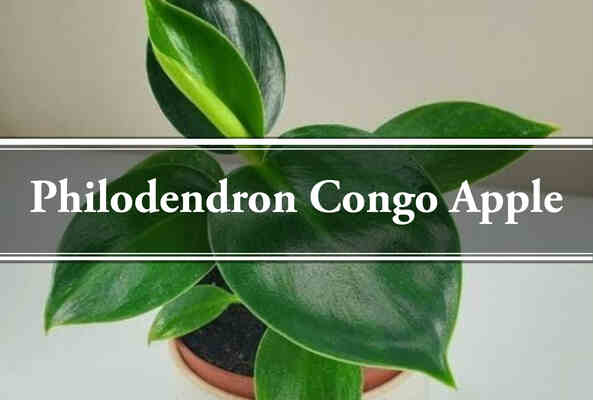 Philodendron Congo Apple