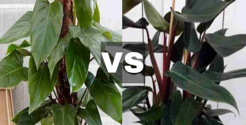 Philodendron Ruby vs Red Emerald